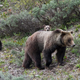 A grizzly bear and her cubs in Grand Teton National Park.